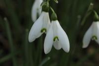 Galanthus nivalis