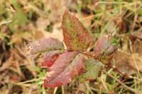 Berberis aquifolium