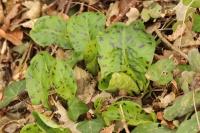 Arum maculatum