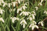 Galanthus nivalis