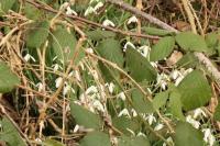 Galanthus nivalis
