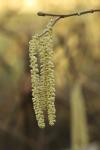 Corylus avellana