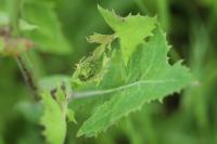 Sonchus oleraceus