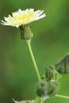 Sonchus oleraceus