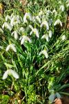 Galanthus nivalis