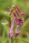 Corydalis solida