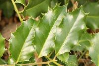 Ilex aquifolium
