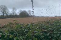 Digitalis lutea