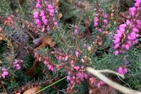 Erica cinerea