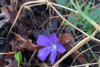 Vinca minor