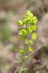 Euphorbia amygdaloides