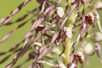 Himantoglossum hircinum