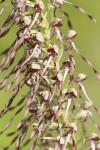 Himantoglossum hircinum