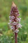 Orobanche amethystea