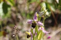 Ophrys apifera