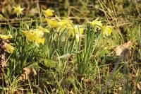 Narcissus pseudonarcissus