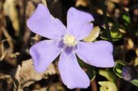 Vinca minor