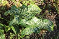 Arum italicum