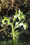 Helleborus foetidus