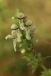 Stachys recta