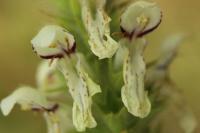 Stachys recta
