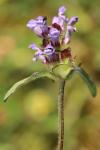 Prunella vulgaris