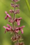 Stachys sylvatica