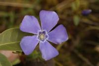 Vinca minor