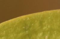 Vinca minor