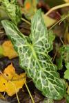 Arum italicum