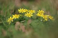 Ficaria verna