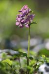 Corydalis solida