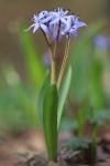 Scilla bifolia