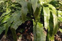 Asplenium scolopendrium