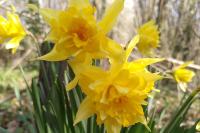 Narcissus pseudonarcissus