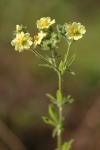 Potentilla recta