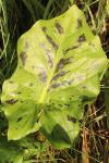 Arum maculatum