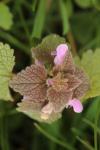 Lamium purpureum