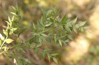Ruscus aculeatus