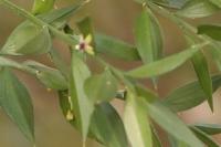 Ruscus aculeatus