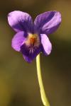 Viola odorata