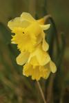 Narcissus pseudonarcissus