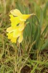 Narcissus pseudonarcissus