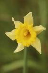 Narcissus pseudonarcissus