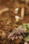 Draba verna
