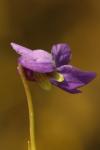Viola odorata