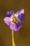 Viola odorata