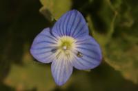 Veronica persica
