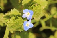 Veronica persica