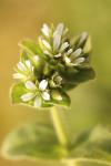 Cerastium glomeratum